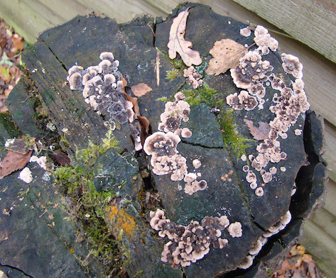 hairy curtain crust